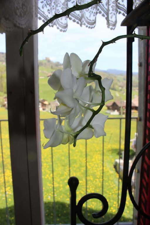Landgasthof Grossteil Giswil Esterno foto